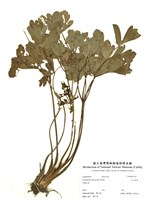 藏品(日本前胡)的圖片